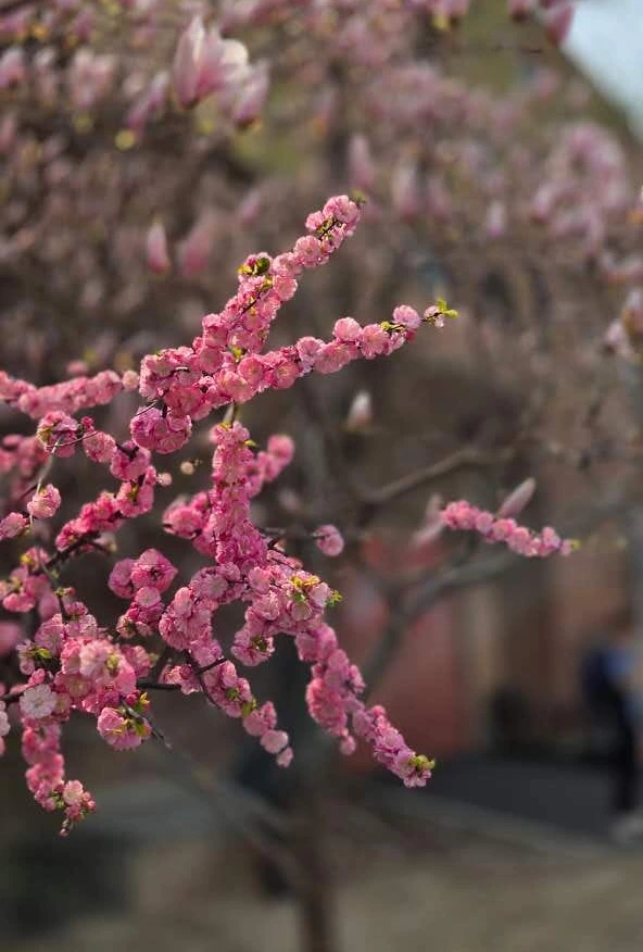 Fleurs de printemps entre deux dégustations