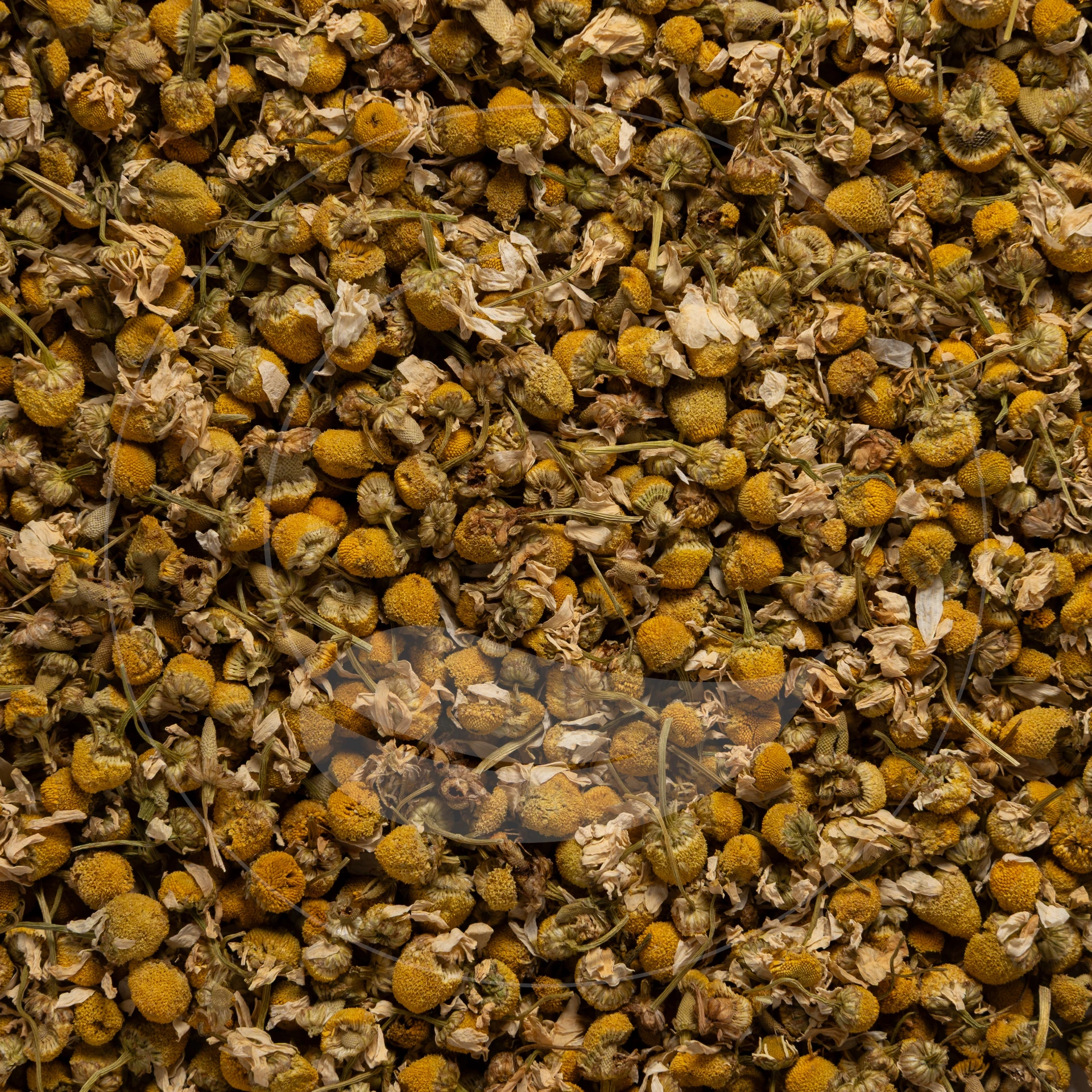 Camomille Bio