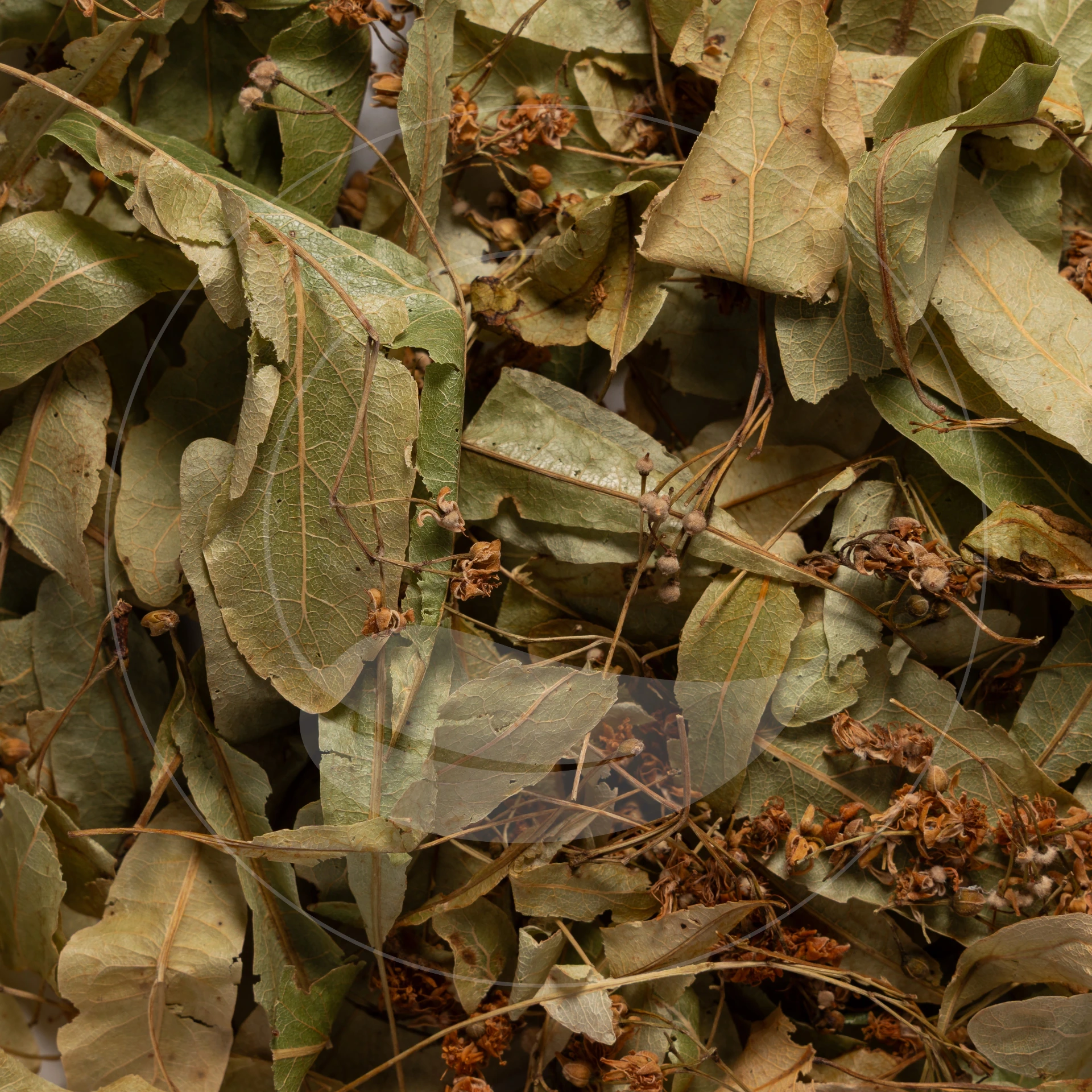 Tilleul Bio
